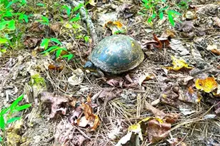 446 McGukin Rd, Bremen, GA 30110 - Photo 62