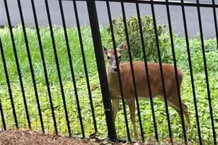 7270 Flowery Branch Rd, Cumming, GA 30041 - Photo 48