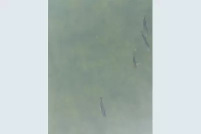 4864 Black Mountain Road, Dahlonega, GA 30533 - Photo 72