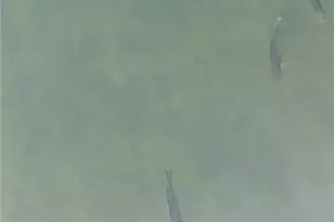 4864 Black Mountain Rd, Dahlonega, GA 30533 - Photo 72