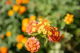 2813 W Roxboro Rd NE, Atlanta, GA 30324 - Photo 108