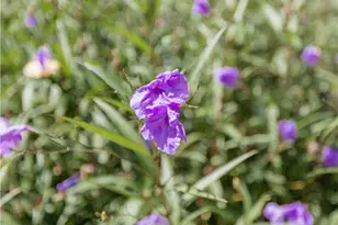 2813 W Roxboro Rd NE, Atlanta, GA 30324 - Photo 106