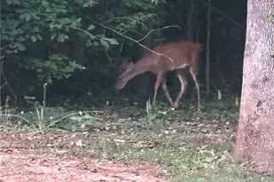 161 Meadow Lake Dr, Commerce, GA 30530 - Photo 40