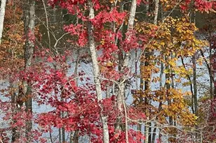 413 Solace Pl, Canton, GA 30114 - Photo 8