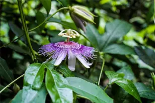 641 Dover Highlands Trl, Ellijay, GA 30540 - Photo 76