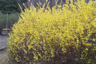 435 Old Holly Rd, Roswell, GA 30075 - Photo 84