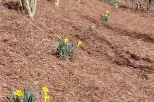 435 Old Holly Rd, Roswell, GA 30075 - Photo 88