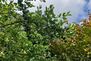 435 Old Holly Rd, Roswell, GA 30075 - Photo 76