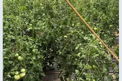 1599 Lower River Road, Covington, GA 30016 - Photo 18