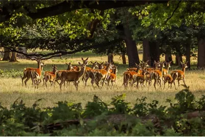 297 Fairview Court, Jasper, GA 30143 - Photo 72