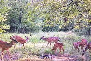 455 Cliff Nelson Rd, Taylorsville, GA 30178 - Photo 42