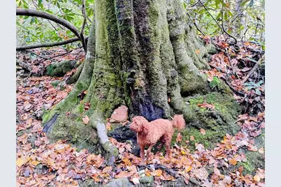 740 Little Rock Creek Road, Cherrylog, GA 30522 - Photo 98