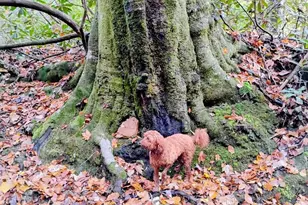 740 Little Rock Creek Rd, Cherrylog, GA 30522 - Photo 98