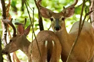 134 Rockhound Dr, Dahlonega, GA 30533 - Photo 102