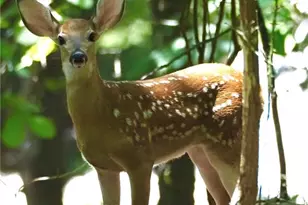 134 Rockhound Dr, Dahlonega, GA 30533 - Photo 98