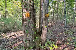 169 Dunns Rd, Dahlonega, GA 30533 - Photo 98