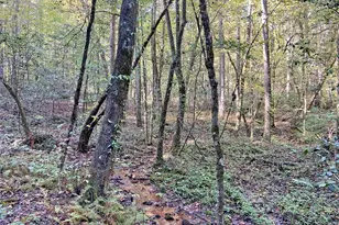 169 Dunns Rd, Dahlonega, GA 30533 - Photo 96