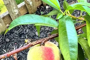 1605 Cheshire Ct, Lawrenceville, GA 30043 - Photo 56