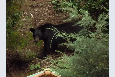 438 E Price Creek Road, Jasper, GA 30143 - Photo 62