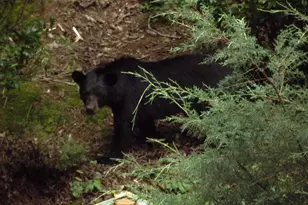 438 E Price Creek Rd, Jasper, GA 30143 - Photo 62