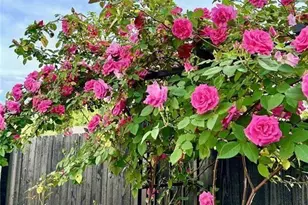 6405 Placid Way, Dawsonville, GA 30534 - Photo 66