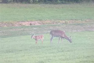 350 Kitty Hawk Ln, Clarkesville, GA 30523 - Photo 24