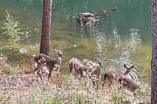 382 Pocaset Dr, Ellijay, GA 30540 - Photo 62