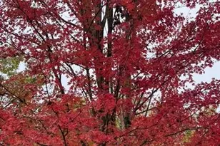 202 Reserve Crossing, Canton, GA 30115 - Photo 52