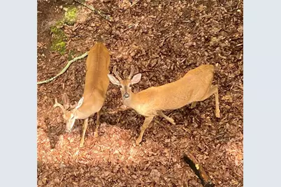 121 Moose Loop, Waleska, GA 30183 - Photo 46