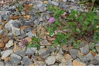 Lot 28 High Summit Drive, Talking Rock, GA 30175 - Photo 18