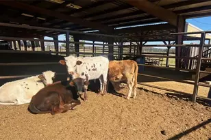 486 County Line Rd, Resaca, GA 30735 - Photo 28