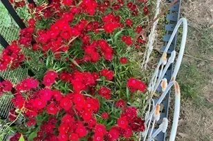 711 Ashley Wilkes Way, Loganville, GA 30052 - Photo 56