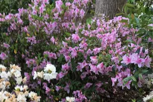 1935 Shrader Ct, Lawrenceville, GA 30044 - Photo 34