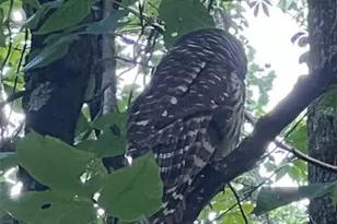 1240 Emery Creek Rd, Chatsworth, GA 30705 - Photo 34