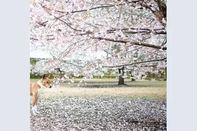 5730 Boulder Ridge Court, Flowery Branch, GA 30542 - Photo 48