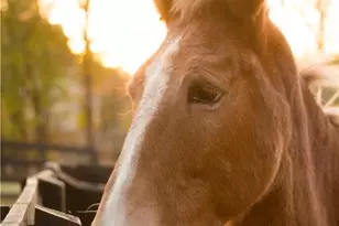 15380 Birmingham Hwy, Milton, GA 30004 - Photo 46