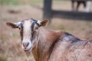 15380 Birmingham Hwy, Milton, GA 30004 - Photo 44