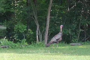 2091 Southern Rd, Ellijay, GA 30536 - Photo 52