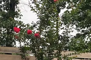 4215 Pheasant Run Trce, Cumming, GA 30028 - Photo 40