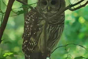 5108 Nicolet Ct, Marietta, GA 30062 - Photo 60