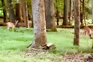 4141 Riverview Run Ct, Suwanee, GA 30024 - Photo 38