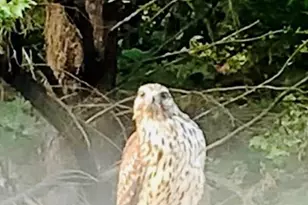 4141 Riverview Run Ct, Suwanee, GA 30024 - Photo 42