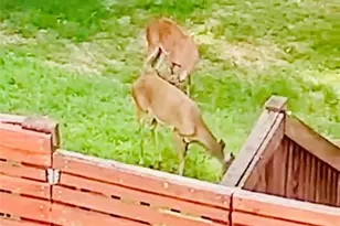 4141 Riverview Run Ct, Suwanee, GA 30024 - Photo 44