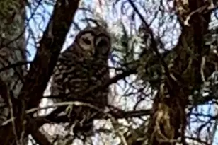 4141 Riverview Run Ct, Suwanee, GA 30024 - Photo 46