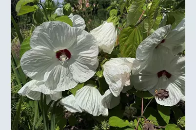 315 Woody Road NW, Adairsville, GA 30103 - Photo 36