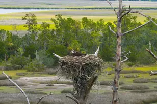 1300 Retreat Rd, Riceboro, GA 31323 - Photo 68