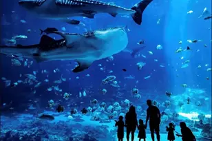 251 Aurora Ave NW, Atlanta, GA 30314 - Photo 28