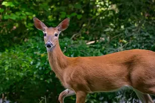 164 Echo Ln, Ellijay, GA 30540 - Photo 40