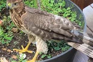 339 Birdseye View, Blue Ridge, GA 30513 - Photo 76