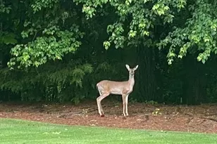 14250 Freemanville Rd, Milton, GA 30004 - Photo 68